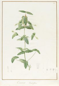 Correa Vieisiflora